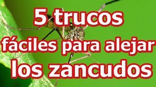 5 trucos fáciles para alejar los zancudos [upl. by Nrubyar179]