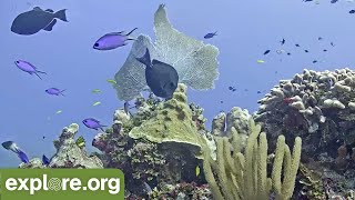 Cayman Reef Cam powered by EXPLOREorg [upl. by Nilrah679]