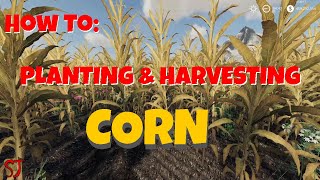 FS19  How To  Plant amp Harvest Corn [upl. by Orion]