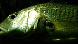 Atlantic Croaker Croaking [upl. by Ynogoham218]