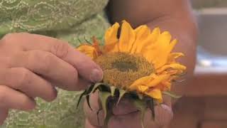 How to Grow Common Sunflower Helianthus Annuus [upl. by Saphra]