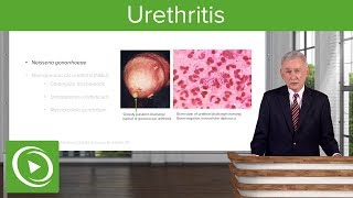 Urethritis Definition amp Pathology – Infectious Diseases  Lecturio [upl. by Ena859]