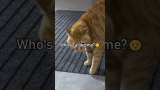 Cats Speaking English🤣 Part 3 [upl. by Holtz510]