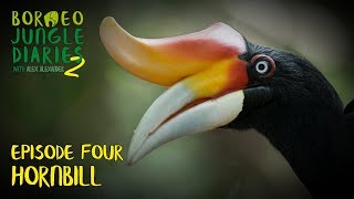 Hornbills Mystical and Majestic  Borneo Jungle Diaries S02E04  SZtv [upl. by Haerle717]