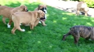 Bullboxer Puppies for Sale [upl. by Wahl]