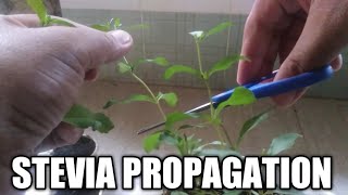 How to plant stevia  Growing Stevia from cuttings [upl. by Clarey716]