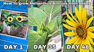 How To Grow Helianthus Annuus From Seed  Grow Sunflower At Home [upl. by Harbert80]