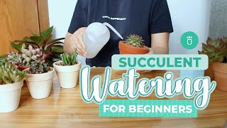 How and When to Water Succulents for Beginners  Succulent Tips for Beginners [upl. by Arny]