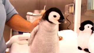 A monthold 2pound emperor penguin gets feeding [upl. by Mascia]