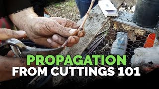 Propagating From Cuttings 101 [upl. by Henig]