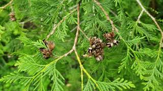 ID That Tree Northern White Cedar [upl. by Kalfas]