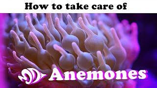 Sea Anemones A How to Guide for Selection Care and Feeding [upl. by Morganstein268]