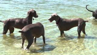 Weimaraners A Tribute [upl. by Aurore405]