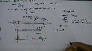 Lecture 29 Capillary Electrophoresis Introduction [upl. by Amorete]