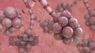 Lungs Alveoli Medical Animation [upl. by Irwin]