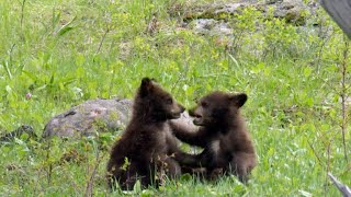 Nature Bear cubs [upl. by Roxi132]