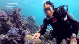 Seaview Science Video Coral Polyps [upl. by Hildy]