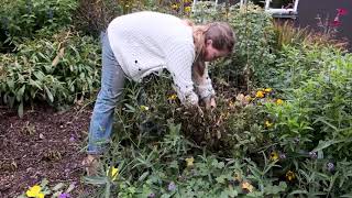 Helenium tidy up in autumn  Burncoose Nurseries [upl. by Nwahsaj]