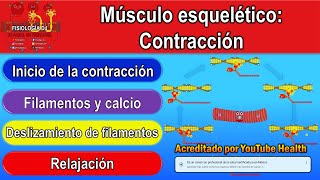 Contracción muscular  Contracción muscular fisiología  Contracción musculo esquelético [upl. by Gytle]