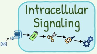 Intracellular Signaling  Second Messenger System [upl. by Hound]