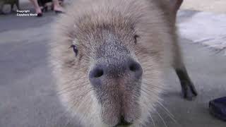 Capybaras Have the Most Beautiful Voices Syu Sings to Meカピバラは最も美しい声を持っていますSyuは私に歌います水豚擁有S唱給我的最美麗的聲音 [upl. by Kcerb]