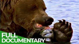 Majestic Bears of Alaska amp British Columbia  Free Documentary Nature [upl. by Gilliam]