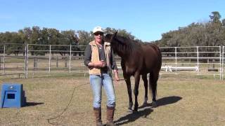 Howto Round Pen Your Horse Horse Training Myths amp Manipulation Debunking the Popular Propaganda [upl. by Yanarp751]