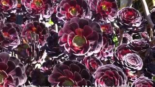 Aeonium arboreum Atropurpureum [upl. by Colver]