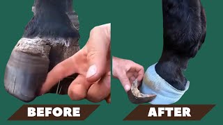 STOP Letting Your Horse Suffer From Hoof Problems Full Restoration amp Treatmentquothorse satisfying [upl. by Viveca727]