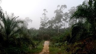 real life warta petani muda di pondok tua hidup di hutan [upl. by Ursola248]