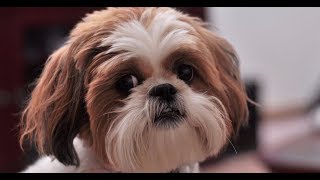 4 you  Funniest Shih Tzu Videos [upl. by Yrffoeg]