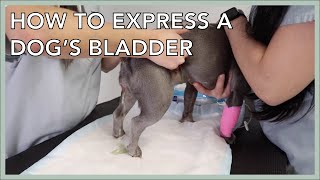 Learn To Express A Dogs Bladder In 3 Minutes [upl. by Llebasi]