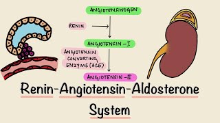 Renin Angiotensin Aldosterone System  RAAS  Juxtaglomerular Apparatus  JGA  Renal Physiology [upl. by Nevada268]