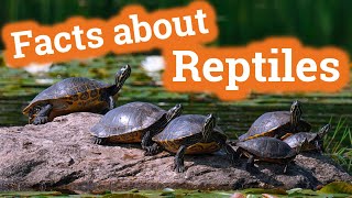 Facts About Reptiles for Kids [upl. by Emelita503]