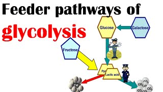 Feeder pathways of glycolysis [upl. by Nylirac]