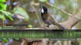 Eastern Whipbird  Calls and Sounds [upl. by Locklin]