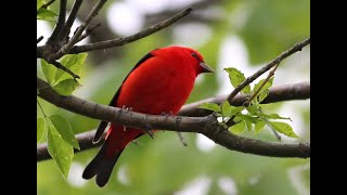 Feathered Flames in the Forest The Scarlet Tanager [upl. by Bomke]