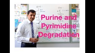 Purine and Pyrimidine Degradation [upl. by Gable]