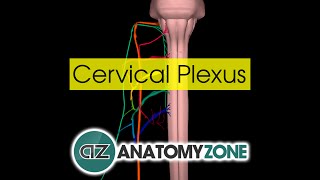 Cervical Plexus  Anatomy Tutorial [upl. by Yenohtna557]