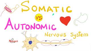 Somatic vs Autonomic Nervous System  Physiology [upl. by Liryc]