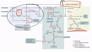 Purines amp Pyrimidines for the USMLE Step 1 [upl. by Beekman840]