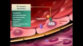 Renin Angiotensin Aldosterone System [upl. by Hsu533]