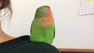 Very chatty lovebird [upl. by Colleen25]