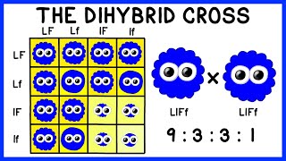 Mendelian Genetics The Dihybrid Cross [upl. by Raji829]