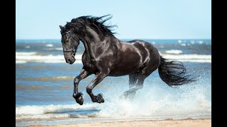 Horse rolling in sand [upl. by Paolina]