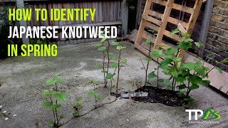 How To Identify Japanese Knotweed In The Spring [upl. by Loree]