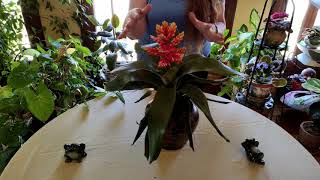 Bromeliad Indoor Care What to Know [upl. by Yentroc146]