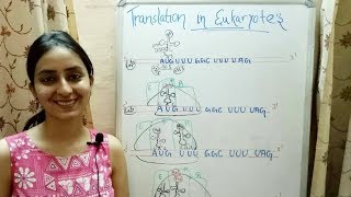 Translation in Eukaryotes  Lecture 12 [upl. by Egbert]