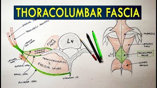 Thoracolumbar Fascia  Anatomy Tutorial [upl. by Edda]