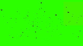 Flies Flying 2  Green Screen  Chroma Key [upl. by Leinaj]